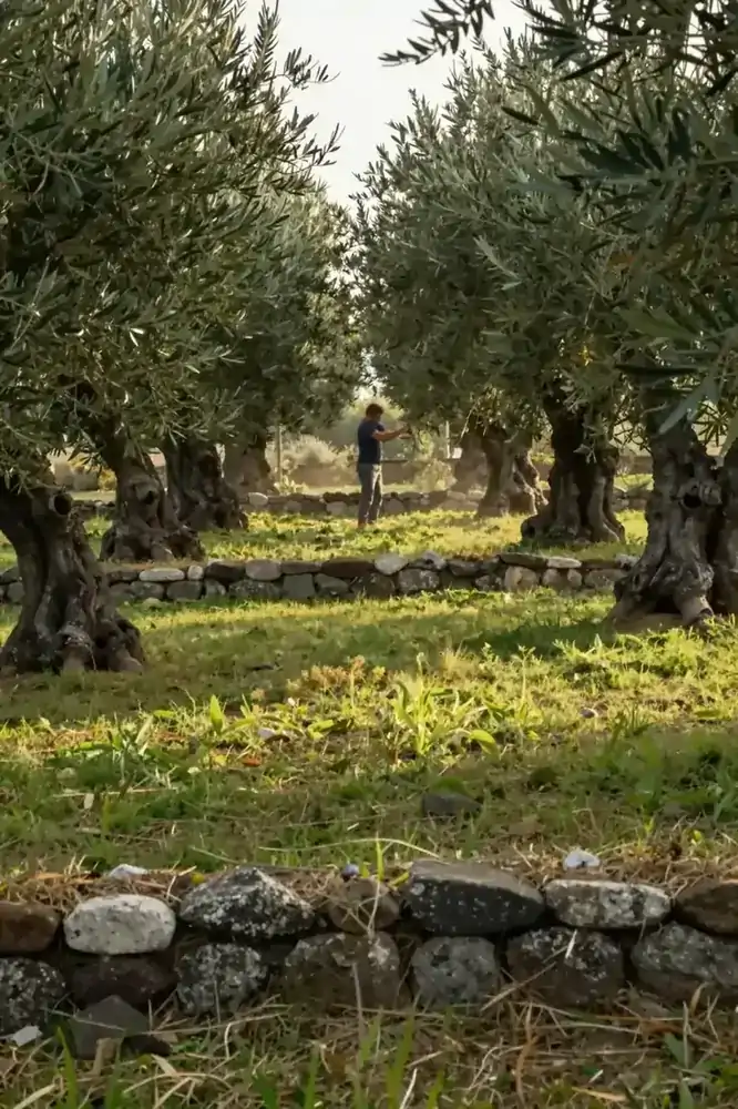Ελαιώνας μέσα σε ιδιωτικό κτήμα με κηπουρό να ελέγχει δέντρο