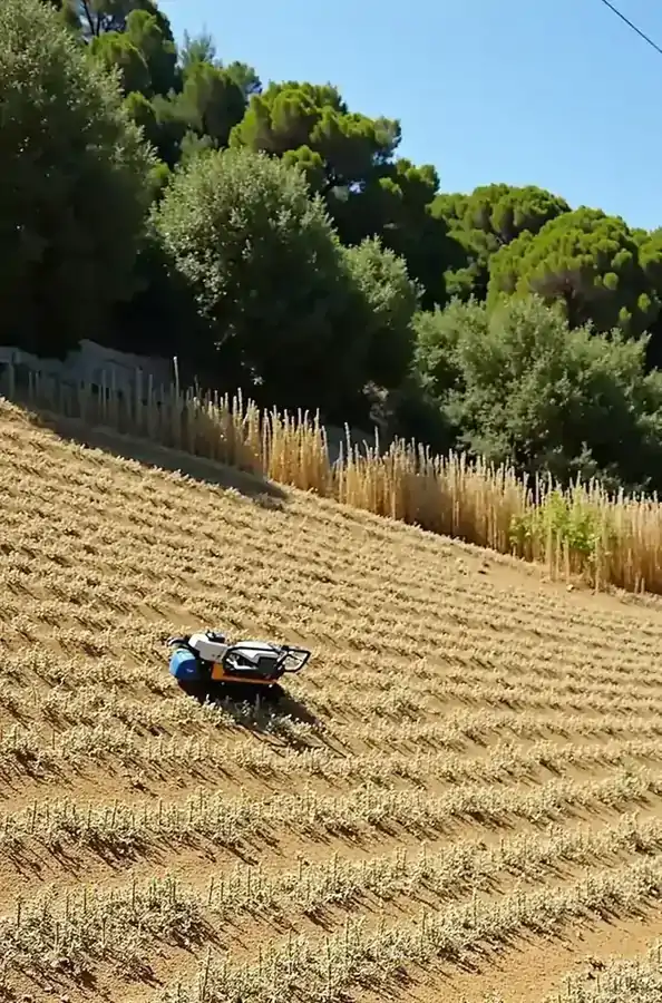 Καθαρισμός βλάστησης σε κεκλιμένο οικόπεδο στην άκρη δασικής έκτασης
