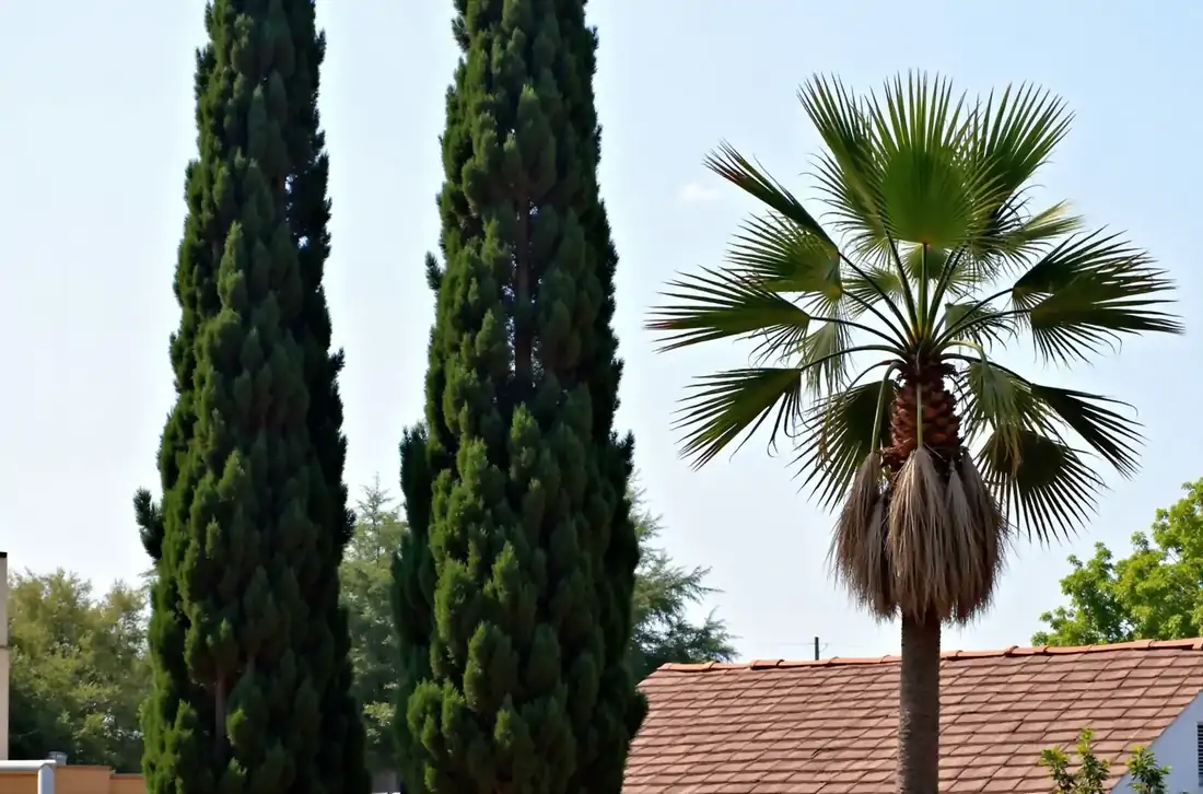 Ψηλά κυπαρίσσια και φοίνικας με ξερά φύλλα δίπλα σε στέγη κατοικίας στην Αττική